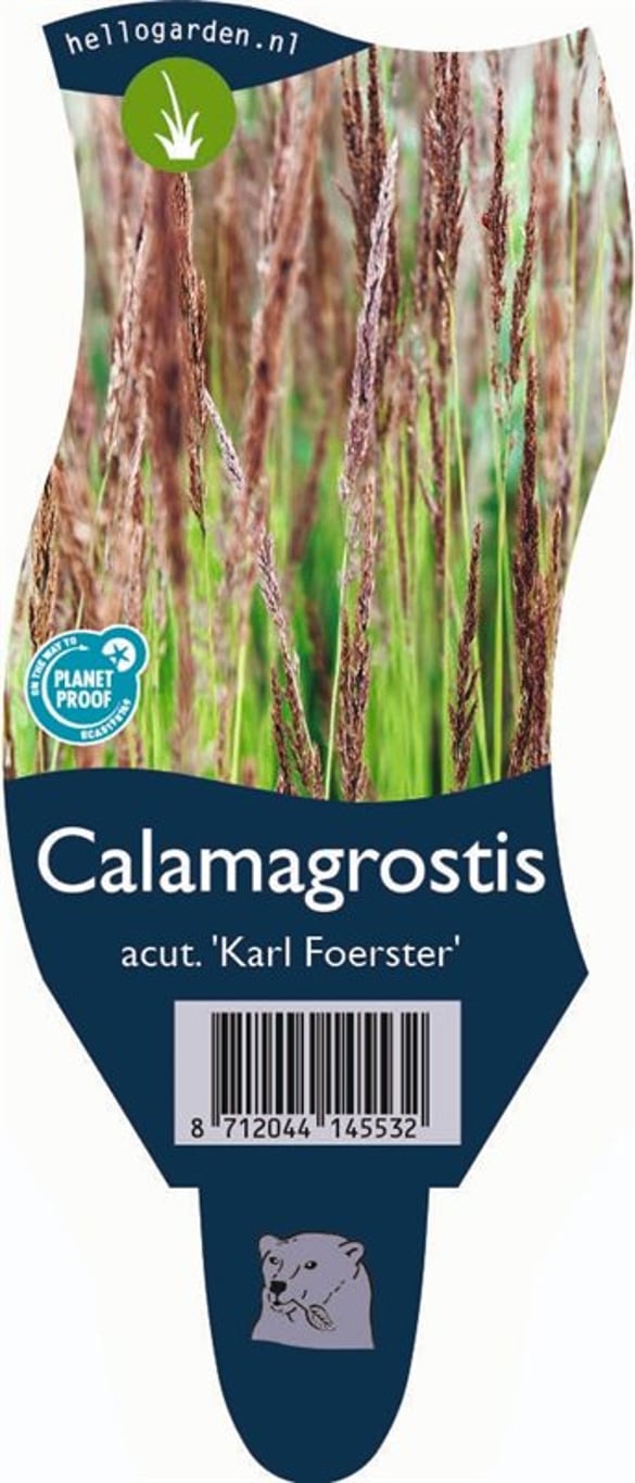 Calamagrostis acut. 'Karl Foerster' - P11